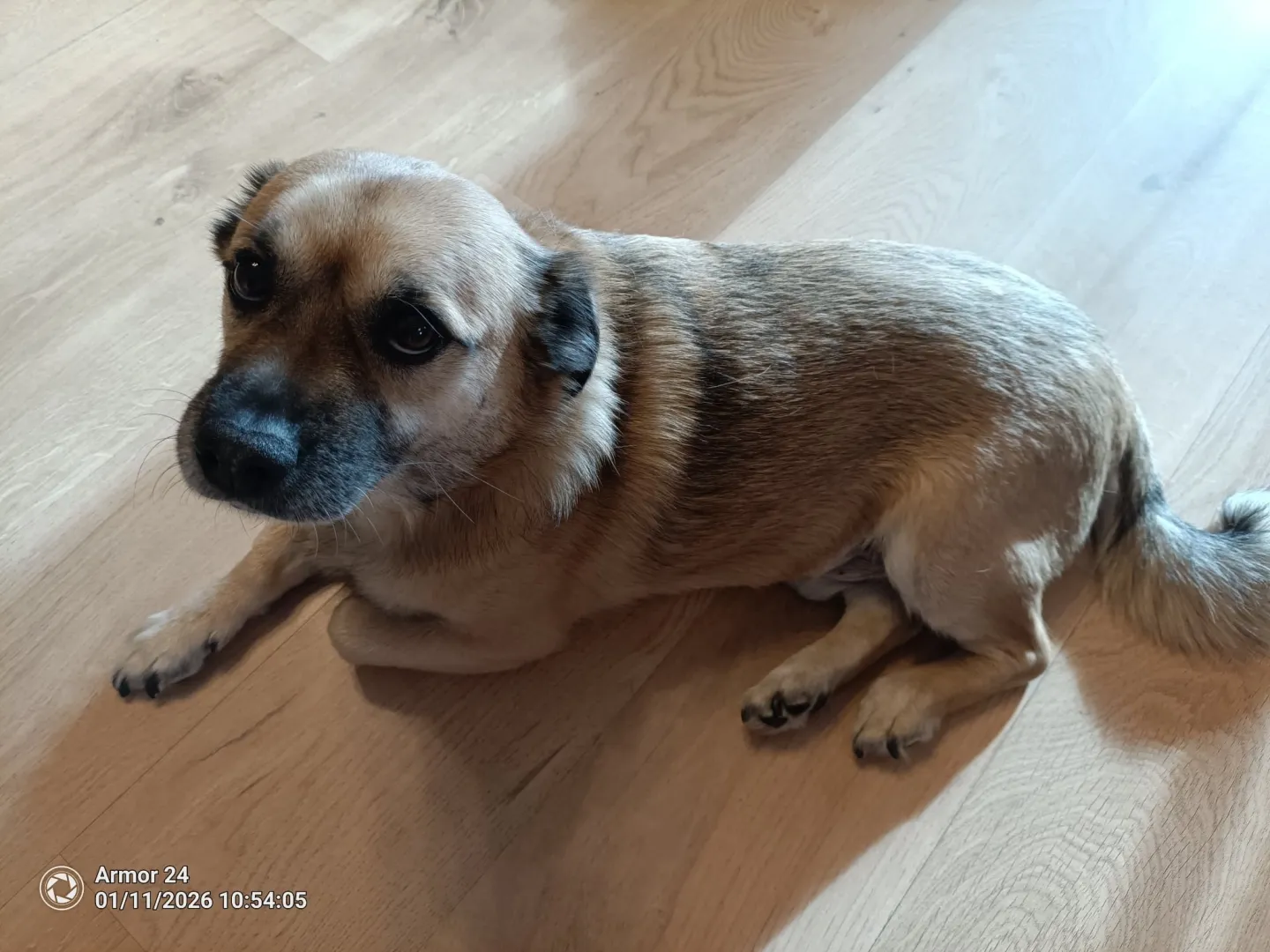 Puszek potrzebuje pilnej operacji