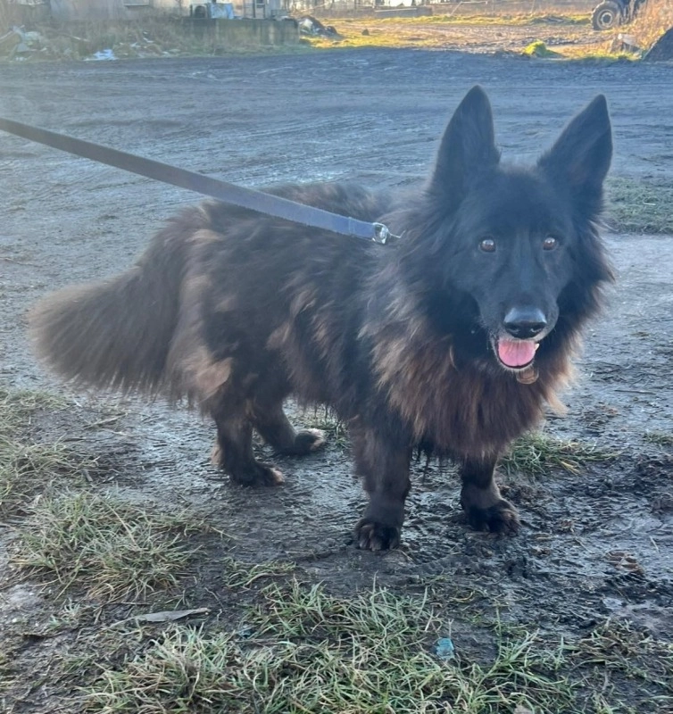 Zabezpieczenie przeciw kleszczom