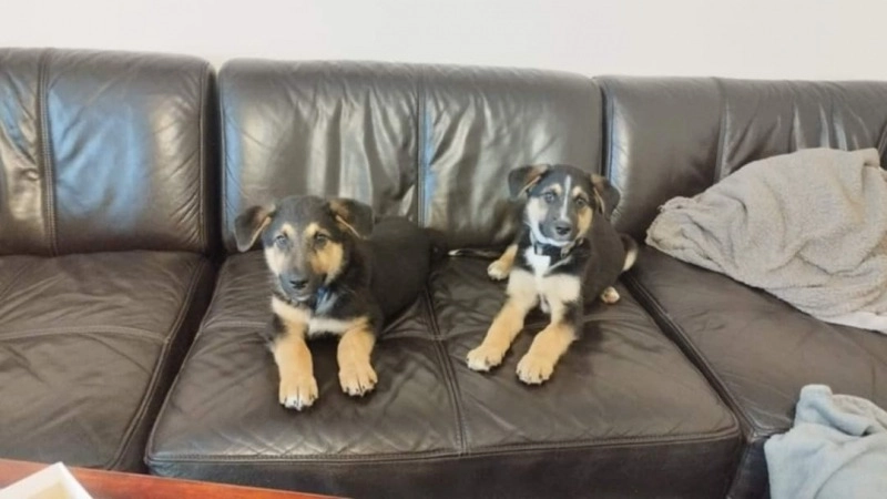 Nowy start dla szczeniaków