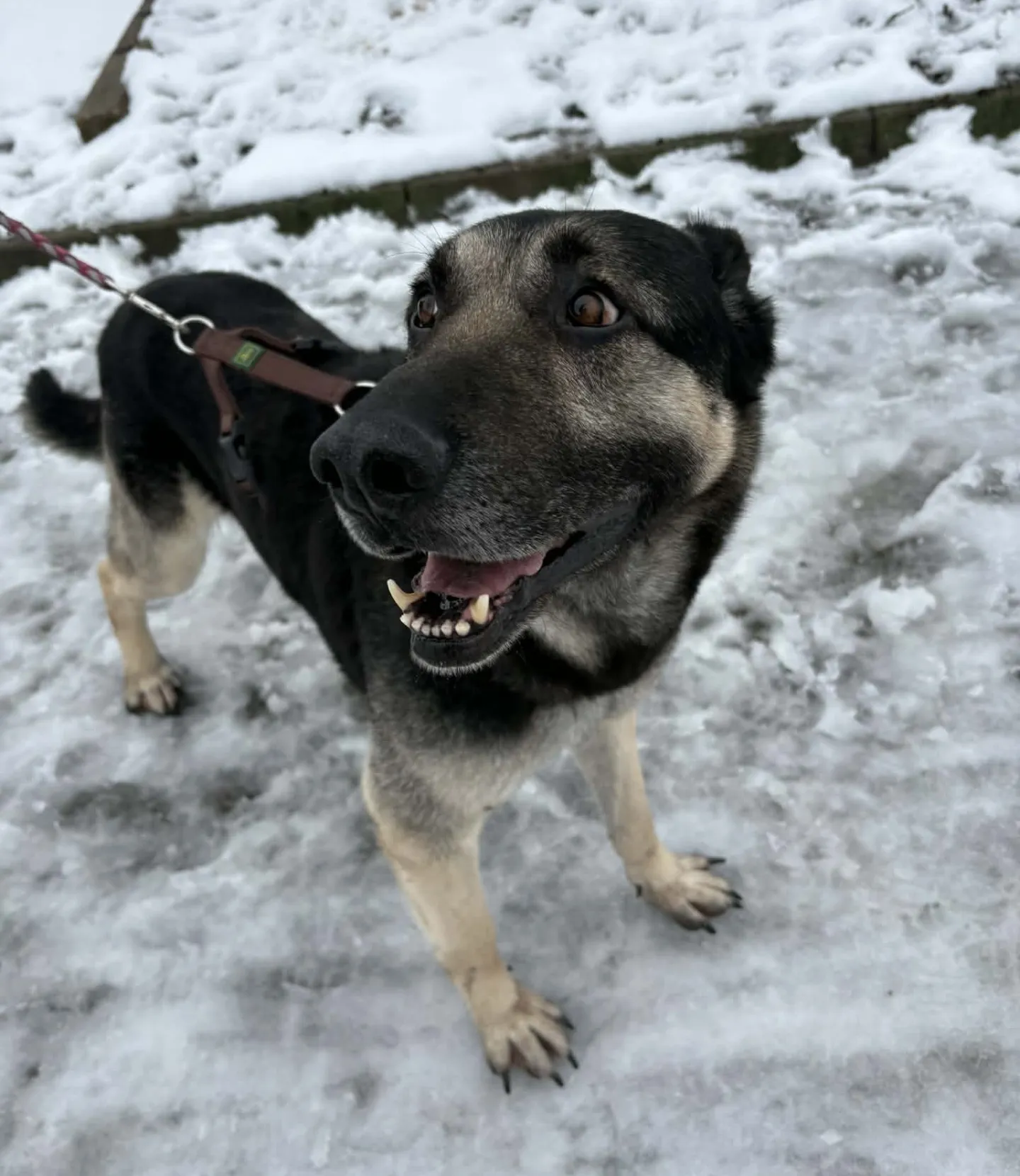 Zbieramy środki na rehabilitację Magika