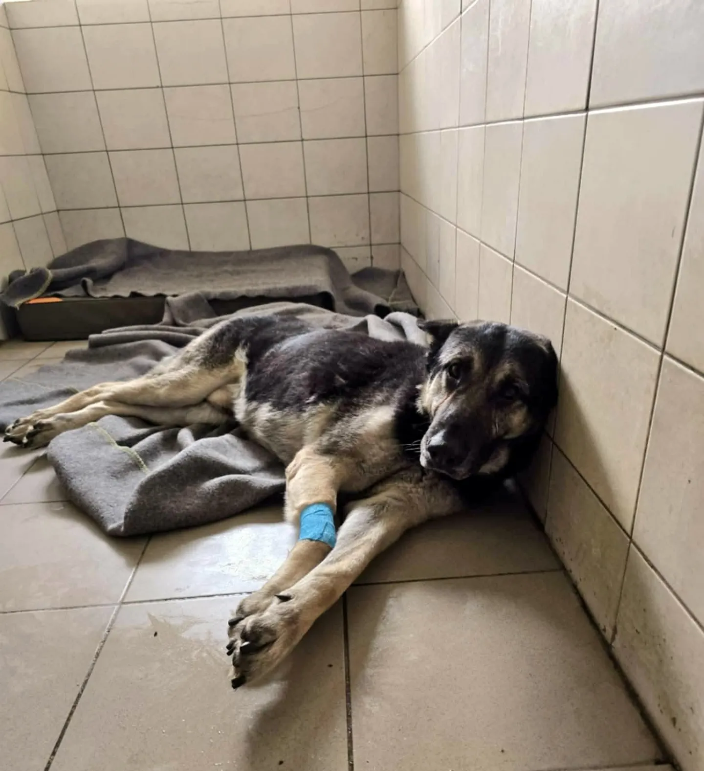 Magik potrzebuje dalszej diagnostyki